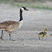 Canada Goose